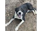 Adopt Mowgli a Jack Russell Terrier