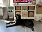 Adopt Louie II (New Digs) a Standard Poodle