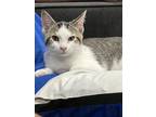Adopt Rylin a Domestic Short Hair, Tabby
