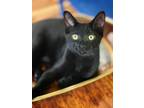 Adopt Sage a Domestic Short Hair