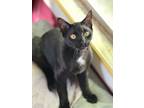 Adopt Solace Runty a Domestic Short Hair