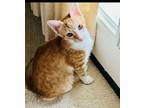 Adopt Vince a Tabby, Domestic Short Hair