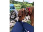 Adopt Flynn Ryder a Rhodesian Ridgeback