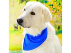 Adopt Elmer JuM a Great Pyrenees