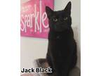 Adopt JACK BLACK-born 2021 a Domestic Short Hair