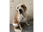 Adopt SKIPPER a English Coonhound