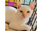 Adopt Salix a Siamese, Domestic Short Hair