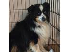 Adopt TBH a Australian Shepherd