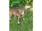 Adopt Migo a Terrier, Mixed Breed