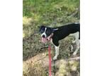 Adopt Rambo a Terrier, Mixed Breed