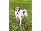 Adopt Puffer a Terrier, Mixed Breed