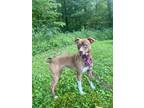 Adopt Coco a Terrier, Mixed Breed