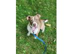 Adopt Bandit a Terrier, Mixed Breed