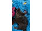Adopt Alfie a Russian Blue, Tabby