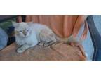 Adopt Gandalf a Maine Coon, Domestic Medium Hair