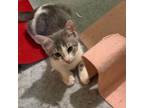 Adopt Podo / Sasser (M) a Domestic Short Hair
