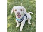 Adopt Tommy a Poodle