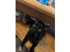 Adopt Batman a Domestic Short Hair