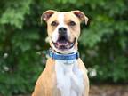 Adopt LARRY a Boxer