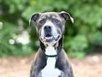 Adopt HANK a Labrador Retriever