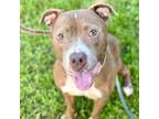 Adopt BOWIE BOY a American Staffordshire Terrier