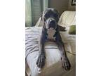 Adopt Trevor a American Staffordshire Terrier