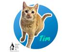 Adopt Tim a Orange or Red Domestic Shorthair / Mixed Breed (Medium) / Mixed