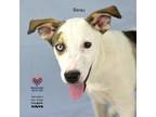 Adopt Beau a Husky, Mixed Breed