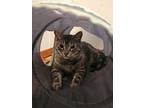Adopt Jack a Domestic Short Hair