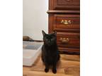 Adopt Parker a Domestic Short Hair