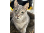 Adopt Corky a Gray or Blue Domestic Shorthair / Mixed Breed (Medium) / Mixed