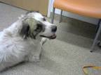 Adopt CHAMP a Great Pyrenees, Mixed Breed