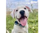 Adopt Turbo a American Staffordshire Terrier, Mixed Breed