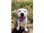 Adopt Talon a American Staffordshire Terrier, Mixed Breed