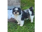Adopt Koki in TX a Shih Tzu
