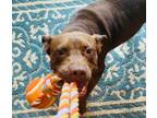 Adopt Vegas a Pit Bull Terrier, Labrador Retriever