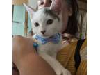 Adopt Earl Grey a American Shorthair