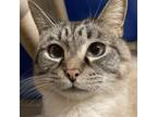 Adopt Sammie a Ragdoll