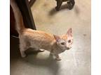 Adopt Rigatoni a Domestic Short Hair, Tabby