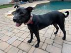 Adopt Bud aka Alvin A047996 a Staffordshire Bull Terrier, Mixed Breed