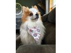 Adopt Lance a Pomeranian