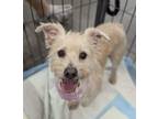 Adopt Neil a Terrier
