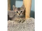 Adopt Spyder a Domestic Short Hair