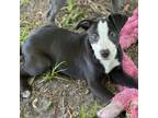 Adopt Clove a Pit Bull Terrier