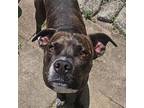 Adopt Louie a Mixed Breed