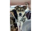 Adopt Cola a Shepherd, Labrador Retriever