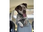Adopt Jasper a German Shorthaired Pointer, Mixed Breed