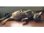 Adopt Cleopatra - Adopt With Kitten"Smalls" a Domestic Short Hair, Bengal
