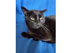 Adopt Lunetta Rose a Bombay, American Shorthair