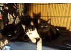Adopt Adorable Kitten Family Ready For Adoption! a Domestic Medium Hair